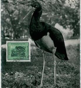 32871 - GERMANY DDR - Postal History - MAXIMUM CARD 1959 - BIRDS
