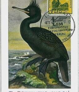 32930 - GERMANY DDR - Postal History - MAXIMUM CARD 1961 - BIRDS