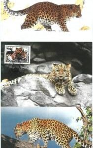 72867 - KOREA - Postal History  - Set of 3 MAXIMUM CARD:  WWF  Leopards 1998