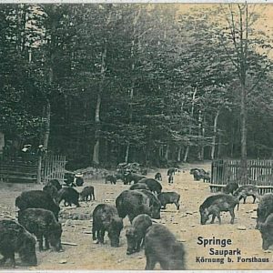 33124  Ansichtskarten VINTAGE POSTCARD: GERMANY - Springe 1907