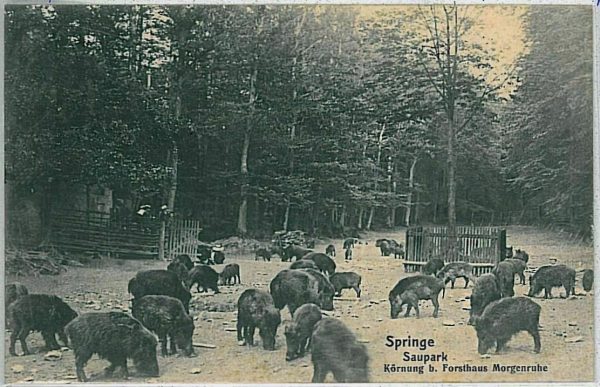 33124  Ansichtskarten VINTAGE POSTCARD: GERMANY - Springe 1907