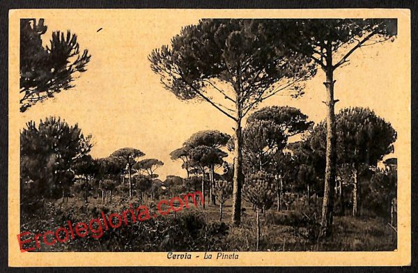 ah9258 - CARTOLINA D'EPOCA - Ravenna Provincia - Cervia