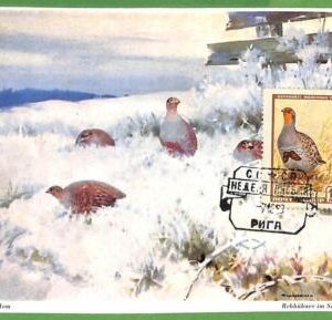 32894 - USSR -  MAXIMUM CARD  -  FAUNA, BIRDS