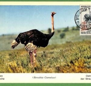 32900 - NIGER -  MAXIMUM CARD  -  FAUNA, BIRDS, Ostriches