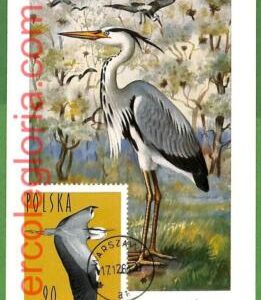 32904 - POLAND -  MAXIMUM CARD  -   FAUNA, BIRDS