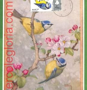 32880 - GB -  MAXIMUM CARD  -  FAUNA, BIRDS