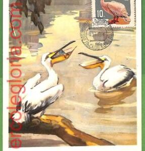 32881 - USSR -  MAXIMUM CARD  - 1964 -  FAUNA, BIRDS
