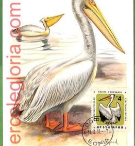 32875 - BULGARIA -  MAXIMUM CARD  - 1961 - FAUNA, BIRDS