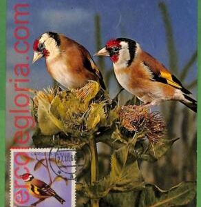 32886 - ALBANIA -  MAXIMUM CARD  - 1964 - FAUNA, BIRDS