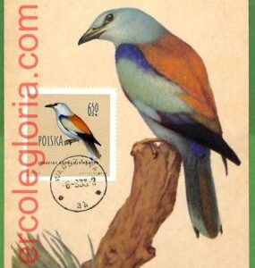 32876 - POLAND -  MAXIMUM CARD  -   FAUNA, BIRDS