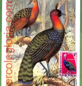 32861 - CONGO -  MAXIMUM CARD  - 1963 - FAUNA, BIRDS