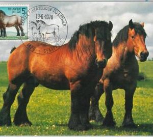 63487 -  BELGIUM - POSTAL HISTORY: MAXIMUM CARD 1976 -  HORSES Animals