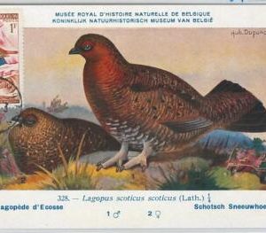 62875 -  Saint Pierre et Miquelon - POSTAL HISTORY: MAXIMUM CARD 1964 - BIRDS