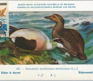 62876 -  Saint Pierre et Miquelon - POSTAL HISTORY: MAXIMUM CARD 1964 - BIRDS