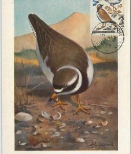 62877 -  Saint Pierre et Miquelon - POSTAL HISTORY: MAXIMUM CARD 1964 - BIRDS