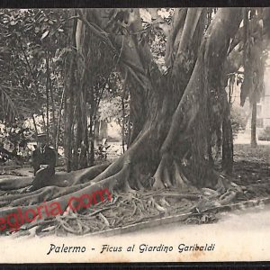 ah4698 - CARTOLINA D'EPOCA - Palermo Città - Ficus al Giardino Garibaldi