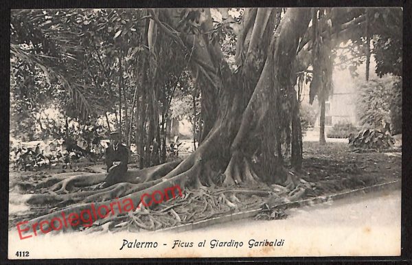 ah4698 - CARTOLINA D'EPOCA - Palermo Città - Ficus al Giardino Garibaldi
